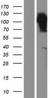 FAM63B Protein (Over-Expression Lysate Myc-DDK (Flag))