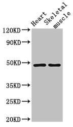 Polyclonal Rabbit anti-Human CD36 Antibody (IHC, IF, WB)