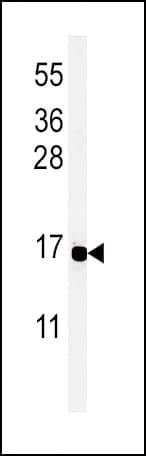Peptide YY / PYY Antibody (aa67-94)
