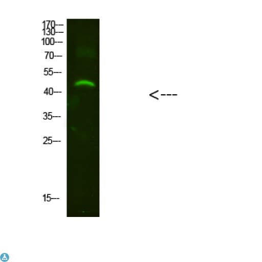 Polyclonal Rabbit anti-Human NMUR2 Antibody (WB)