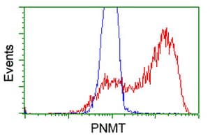 PNMT Antibody (clone OTI4F1)