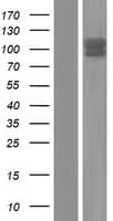 ARHGEF1 Protein (Over-Expression Lysate Myc-DDK (Flag))