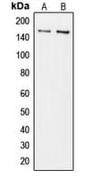 COL5A3 / Collagen V Alpha 3 Antibody (N-Terminus)