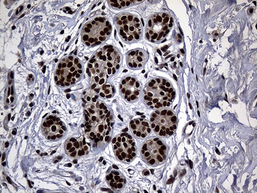 ASH2L / ASH2 Antibody (aa347-628, clone OTI7D11)