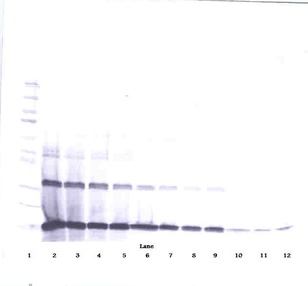 Polyclonal Rabbit anti-Mouse IL3 Antibody (WB)