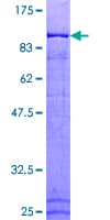 Human ANAPC5 / APC5 Protein (Recombinant GST)