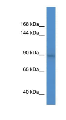 Polyclonal Rabbit anti-Human BCL11A Antibody (C-Terminus, WB)