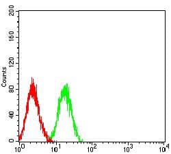 LRP1B Antibody (clone 8A8D12)