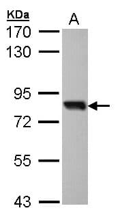IHC-plus™ SOX13 Antibody (aa75-520)