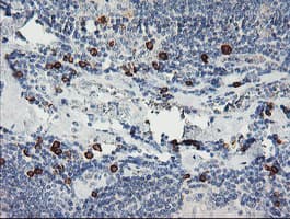 JCHAIN / Ig J Chain Antibody (clone OTI3F8, Carrier-free)