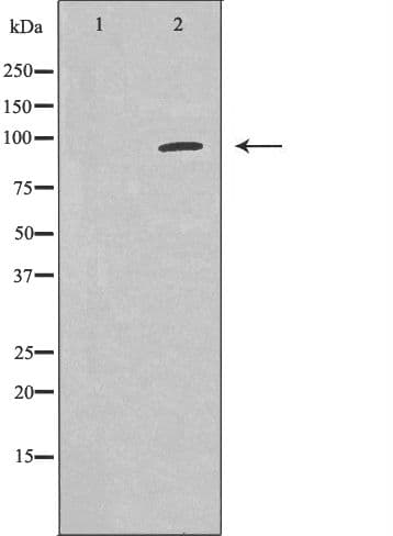 Polyclonal Rabbit anti-Human HURP / DLGAP5 Antibody (IHC, IF, WB)
