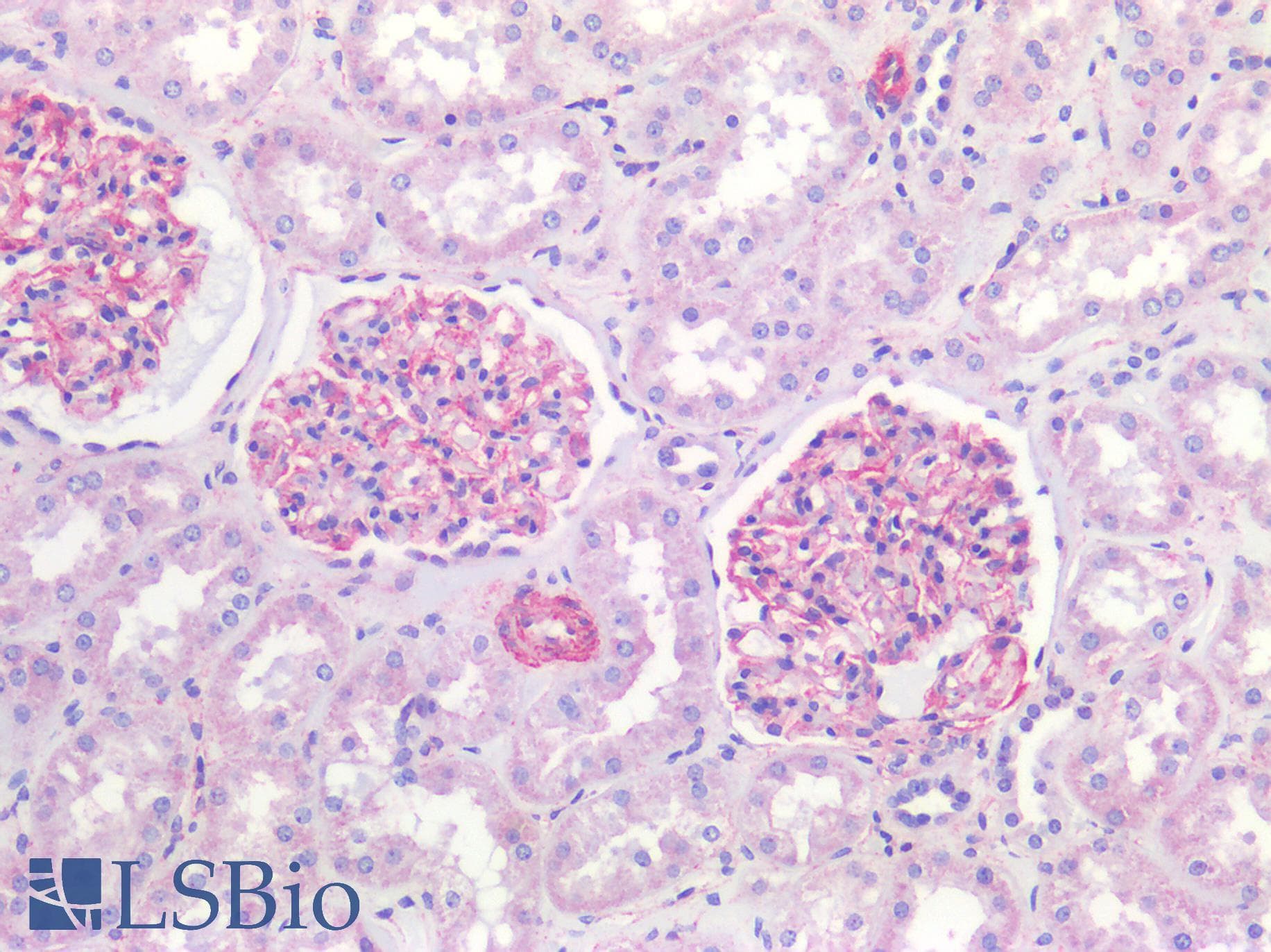 IHC-plus™ Polyclonal Rabbit anti-Human HTR1E / 5-HT1E Receptor Antibody (Cytoplasmic Domain, IHC)