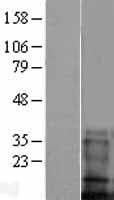 TMEM100 Protein (Over-Expression Lysate Myc-DDK (Flag))