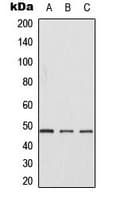 CSNK1G1 / CKI-Gamma 1 Antibody (N-Terminus)