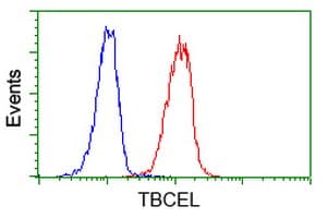 TBCEL / E-Like Antibody (clone OTI3H3)