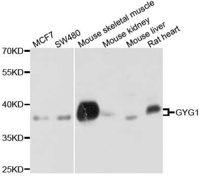 GYG1 / Glycogenin Antibody