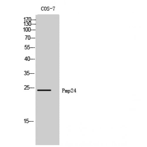 PXMP4 Antibody (10-90 aa, N-terminal)