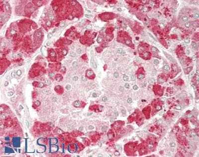 PRSS3 / Trypsin 3 Antibody (FITC)