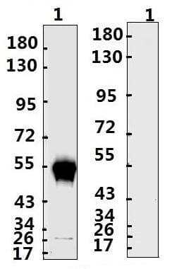 Recombinant Monoclonal Human anti-Coronavirus SARS-CoV-2 Nucleoprotein Antibody (WB)