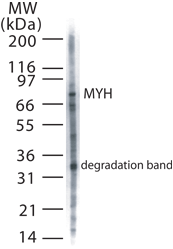 IHC-plus™ Polyclonal Rabbit anti-Human MUTYH / MYH Antibody (aa531-546, IHC, WB)