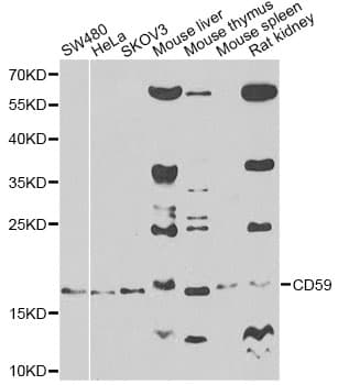 CD59 Antibody