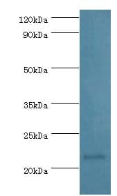 PRDX1 / Peroxiredoxin 1 Antibody (aa1-199)