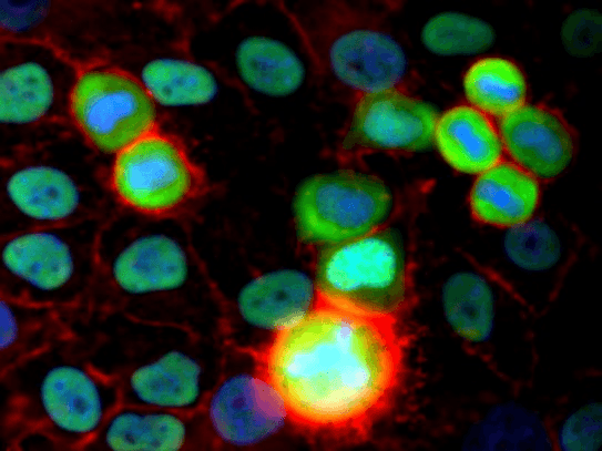 XRCC5 / Ku80 Antibody (clone MEM-54)