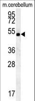 SHISA7 Antibody (aa308-337)