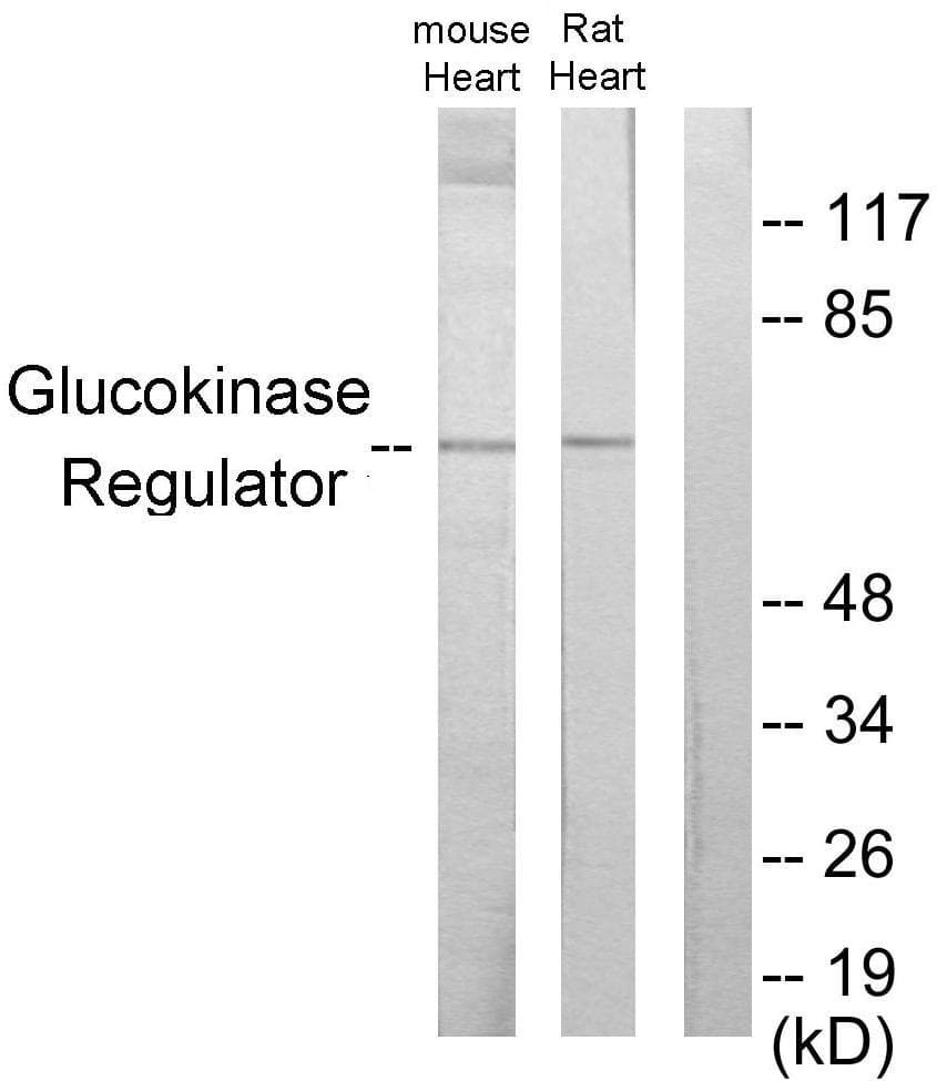 GCKR Antibody
