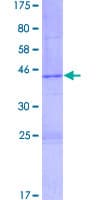 Human HIST2H3C Protein (Recombinant GST)