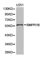 Polyclonal Rabbit anti-Human ALK-6 / BMPR1B Antibody (IHC, WB)