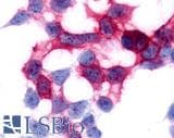 IHC-plus™ GPR17 Antibody (N-Terminus)