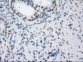 ID3 Antibody (clone OTI5C7)
