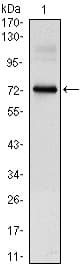 Monoclonal Mouse anti-Human CLOCK Antibody (clone 8F7, IF, WB)