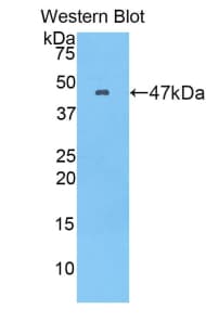 LCN12 Antibody (aa21-185)