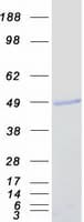 Human NEUROD2 Protein (Recombinant Myc-DDK (Flag))