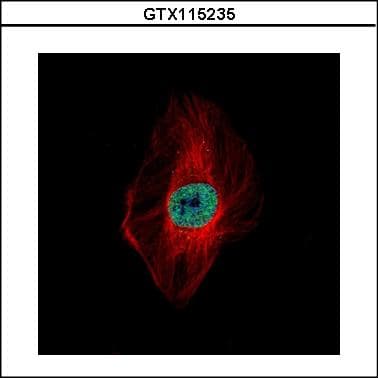 DDX23 / PRP28 Antibody