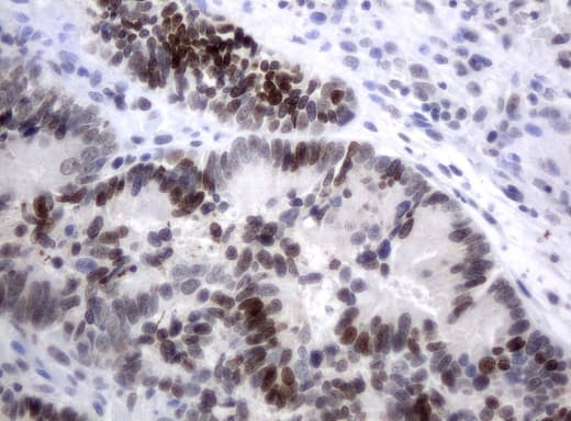XRCC1 Antibody (clone UMAB40)