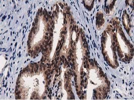 NT5DC1 Antibody (clone OTI2A1)