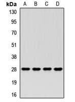 PSMA3 Antibody