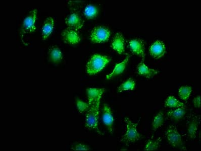 WWC2 Antibody