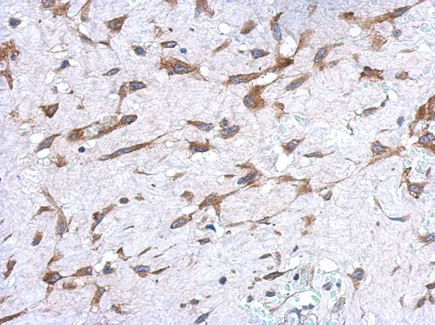 UGT1A9 Antibody (aa291-530)
