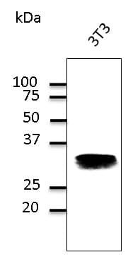RAB32 Antibody (C-Terminus)