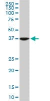 ASNA1 Antibody (clone 2H3)