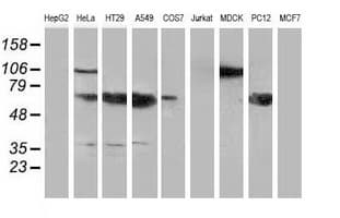 NHEJ1 / XLF Antibody (clone OTI3B5, Carrier-free)