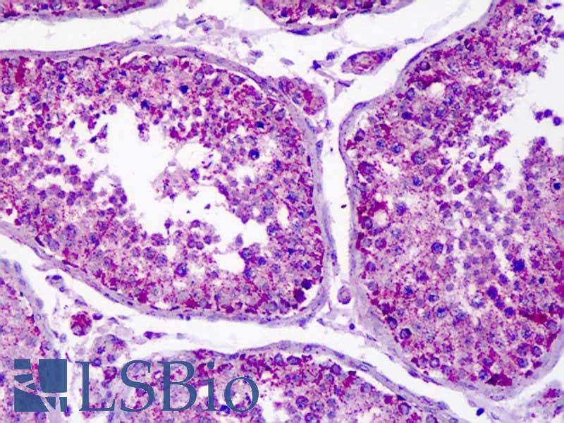 TRF1 / TERF1 Antibody (clone 57-6, Biotin)
