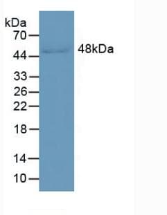 LRG1 / LRG Antibody (APC)