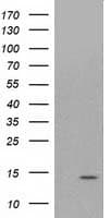 ATP6V1F Antibody (clone OTI6C11)