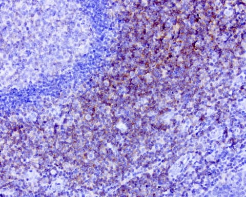 CD40 Antibody (aa21-166, clone UMAB183)