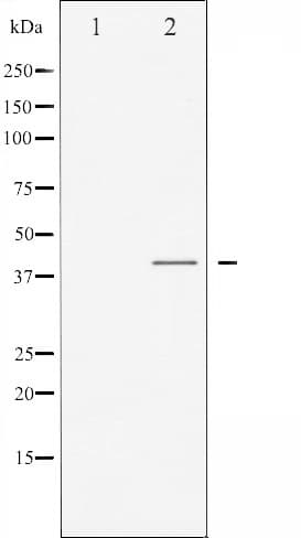 MAPK14 / p38 Antibody (phospho-Tyr182)